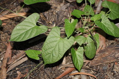 Ipomoea plebeia
