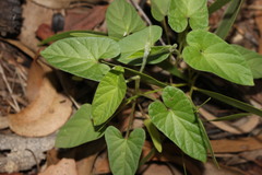 Ipomoea plebeia