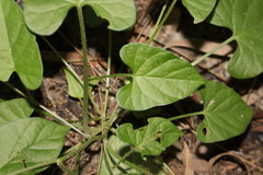 Ipomoea plebeia