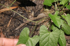 Ipomoea plebeia