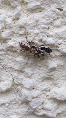 Salticus zebraneus
