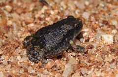 Uperodon systoma