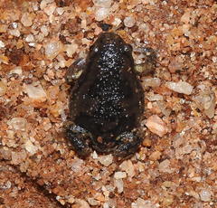 Uperodon systoma