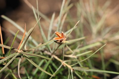 Lysicarpus angustifolius