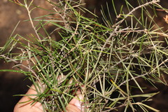 Lysicarpus angustifolius