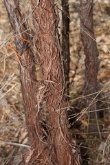 Lysicarpus angustifolius