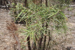 Lysicarpus angustifolius