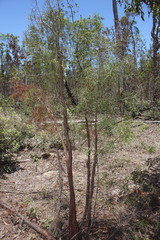 Lysicarpus angustifolius