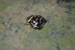 Simaethina