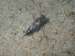 Anabarhynchus maritimus