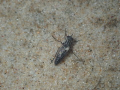 Anabarhynchus maritimus