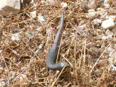 Xantusia vigilis