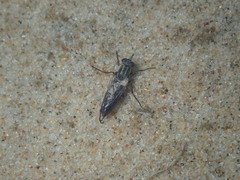 Anabarhynchus maritimus