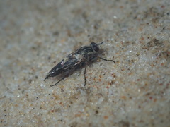 Anabarhynchus maritimus