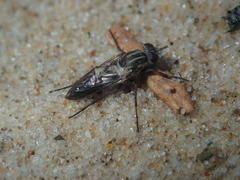 Anabarhynchus maritimus