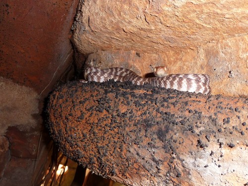 Brown Tree Snake sighting