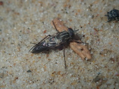 Anabarhynchus maritimus