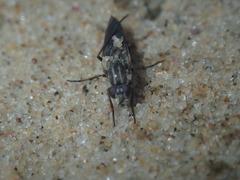 Anabarhynchus maritimus