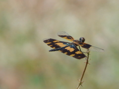 Rhyothemis variegata
