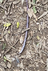 Microchaetus microchaetus