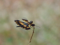 Rhyothemis variegata