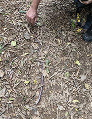 Microchaetus microchaetus