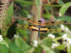 Rhyothemis variegata