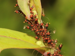 Uroleucon formosanum