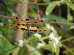 Rhyothemis variegata