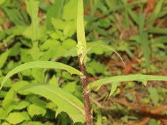 Uroleucon formosanum