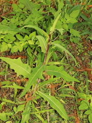 Uroleucon formosanum