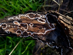 Peniophora malenconii