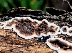 Peniophora malenconii