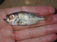 Priacanthidae