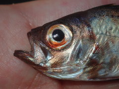 Priacanthidae