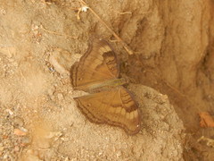 Junonia iphita