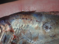 Priacanthidae