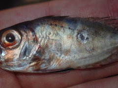 Priacanthidae
