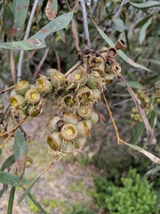 Eucalyptus diversifolia diversifolia