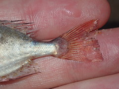 Priacanthidae