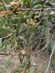 Eucalyptus diversifolia diversifolia