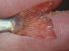 Priacanthidae