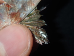 Priacanthidae