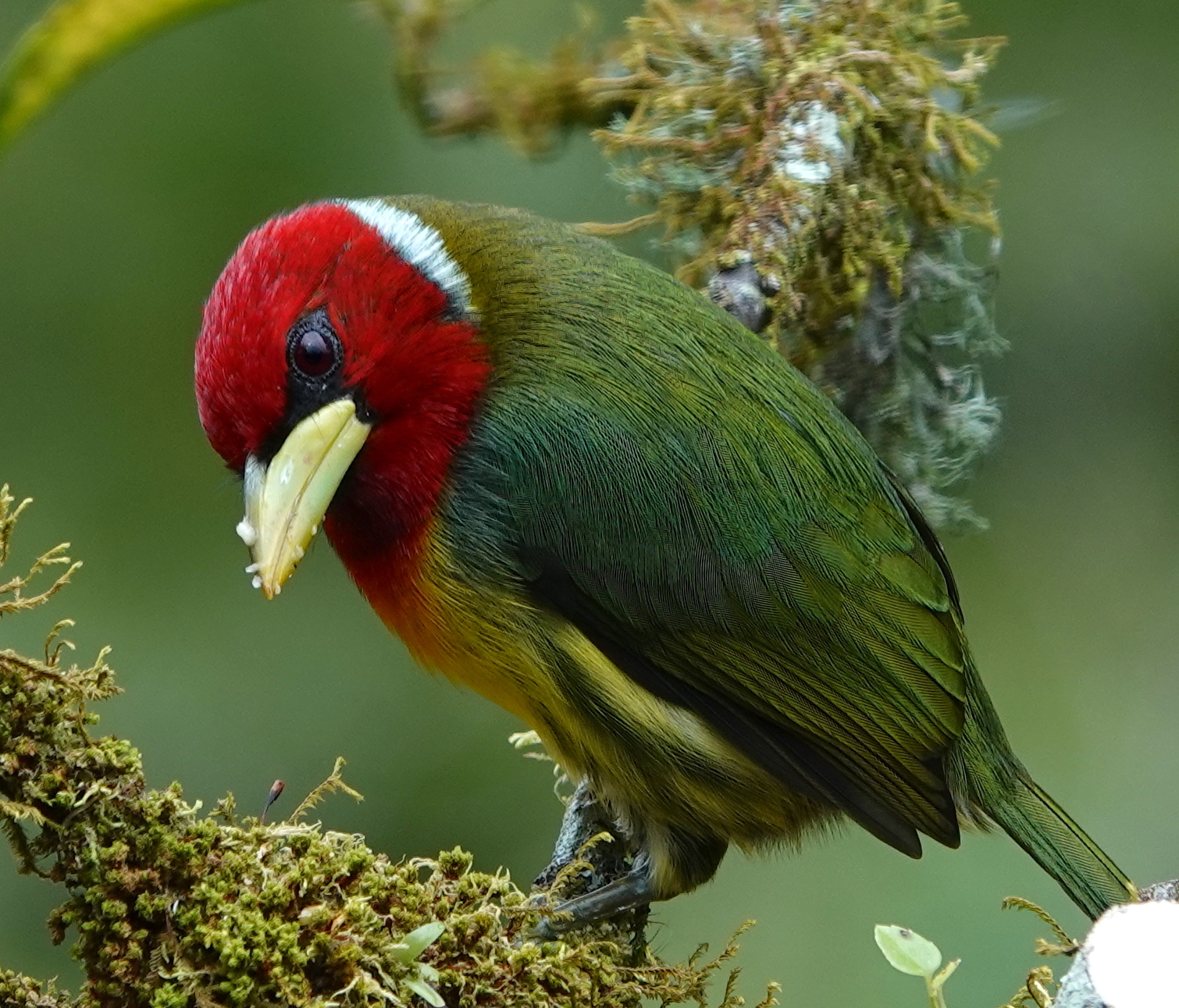 Red-headed Barbet (Eubucco bourcierii)
