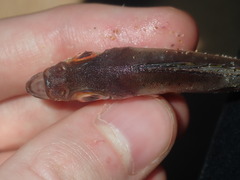 Priacanthidae