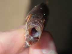 Priacanthidae