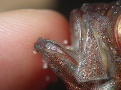 Priacanthidae