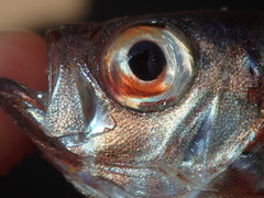 Priacanthidae