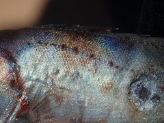 Priacanthidae