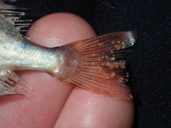 Priacanthidae